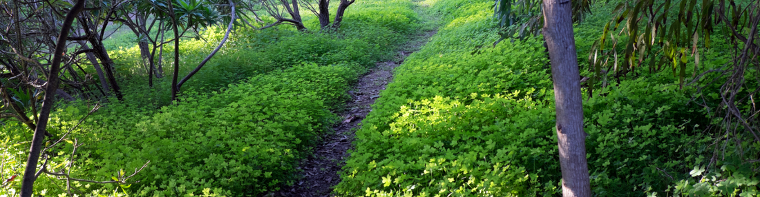 Baker's Gas Narrow path