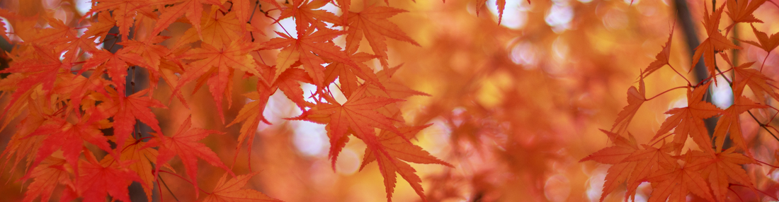 Baker's Gas Fall Leaves