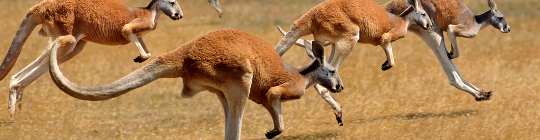 Kangaroos hopping in a field